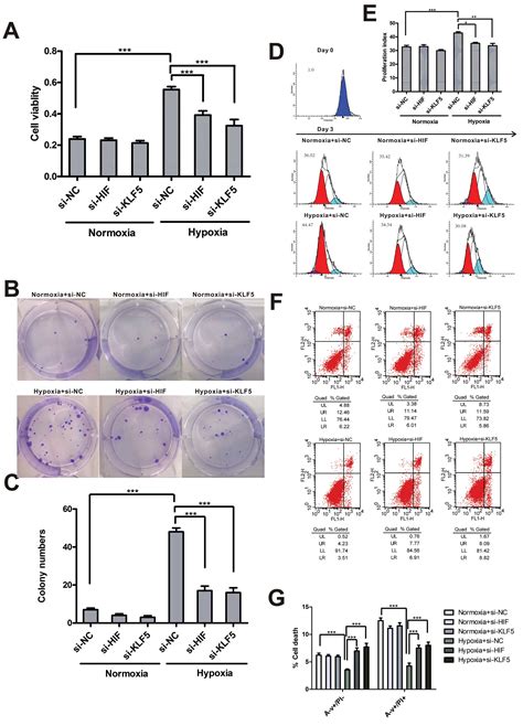 Klf Promotes Hypoxia Induced Survival And Inhibits Apoptosis In Non