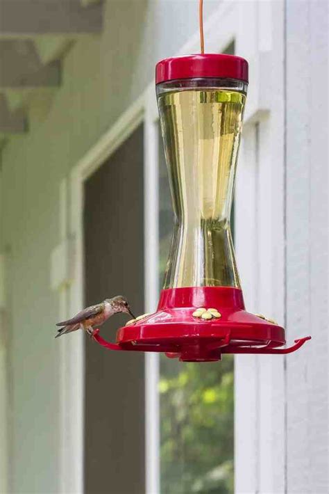 Easiest Homemade Hummingbird Food Recipe (2-Ingredients!)