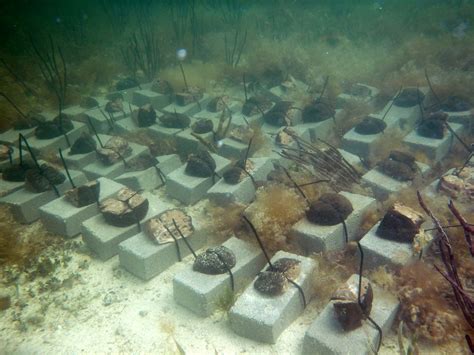 Improving Gray Snapper Habitat: Sponge Restoration in Florida Bay ...