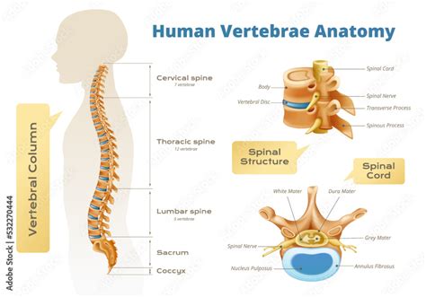 Vertebrae Anatomy Human Infographics Stock Vector | Adobe Stock