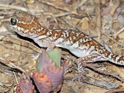 Madagascan Ground Gecko Pet Care Guide And Faq