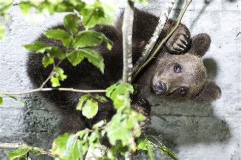 Un Ourson Orphelin Sauv Et Recueilli Dans Notre Sanctuaire La Foret