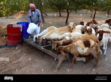 Israel Negev Bedouin Shepherd Feeding His Herd Of Sheep And Goats At A