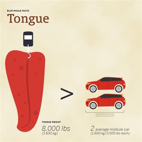 Blue Whale Size Comparison: How Big Are They Compared To Humans?