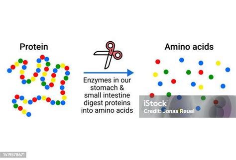 Structure Of Protein Amino Acids Stock Illustration - Download Image ...