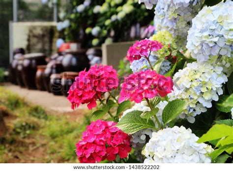 Hydrangea Suguk Festival Taejongsa Buddhist Temple Stock Photo