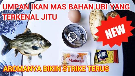 Cara Bikin Umpan Ikan Mas Tanpa Kroto