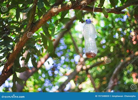 Plastic Bottle Insect Trap Hanging On Tree In Fruit Farm Handmade