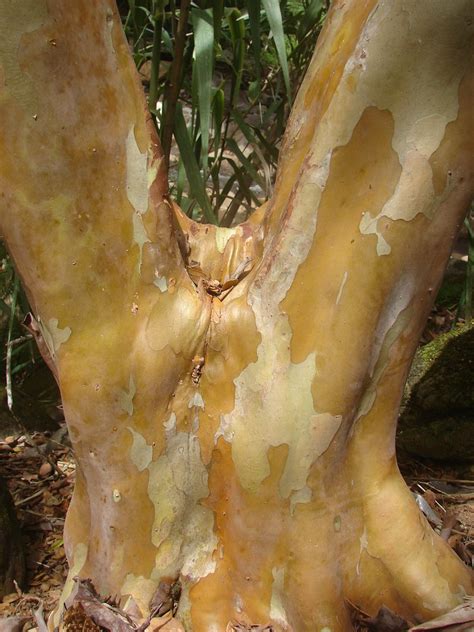 Tropical Guava Psidium Guajava Hawaii Kuawa Goiaba Live Rare Fruit Tree