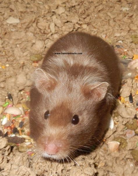 Syrian Hamster Genetics Hamster Tracks