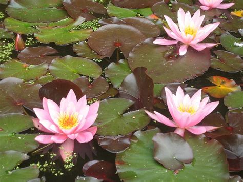 Waterlily Pink Pond - Free photo on Pixabay - Pixabay