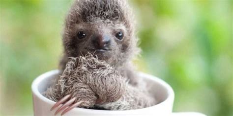 Baby Sloth Pictures from Social Media Sites - Sloth Of The Day