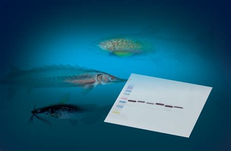 Comparative Proteomics Kit Ii Western Blot Module Bio Rad