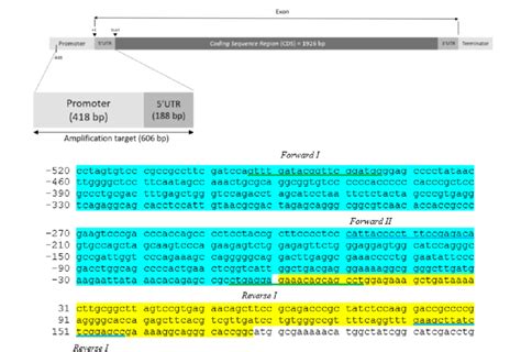 Reconstruction Of The Hsp Gene In Cattle Based On The Genbank