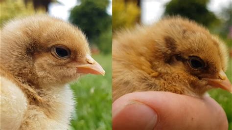 How To Identify Male And Female Chicks Tell Rooster From Hen Gender