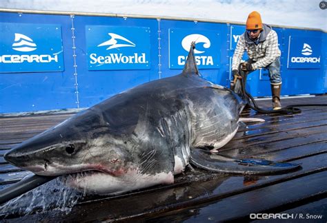 651 Pound Great White Shark Pinged In Waters Of Nova Scotia Halifax Globalnews Ca