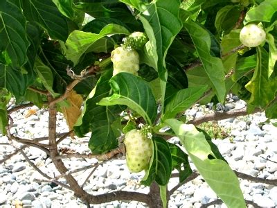 abu ammar buah mengkudu
