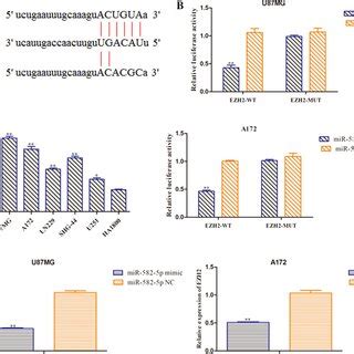 MiR 582 5p Was A Direct Target Of NNT AS1 A The Target Matching