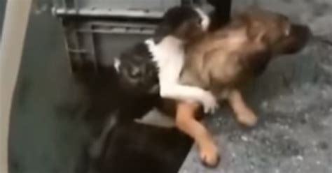 Questo Stato Il Momento Incredibile In Cui Un Cane Si Buttato In