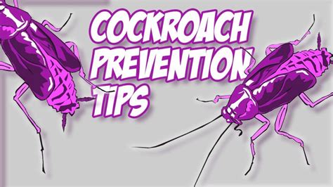 Cockroach Prevention Tips | Killroy Pest Control