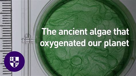 Scientists Explain Formation Of Ancient Algae That Oxygenated Our