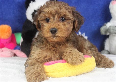 Yorkie-Poo Puppies For Sale - Long Island Puppies