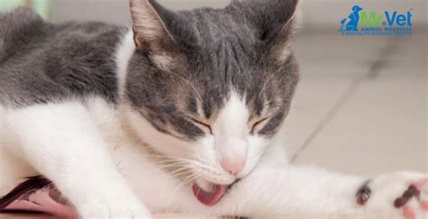 Why Is Your Cat Vomiting Understanding Vomit Colors Regurgitation