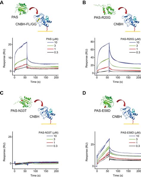 Investigation Of Pas And Cnbh Domain Interactions In Herg Channels And