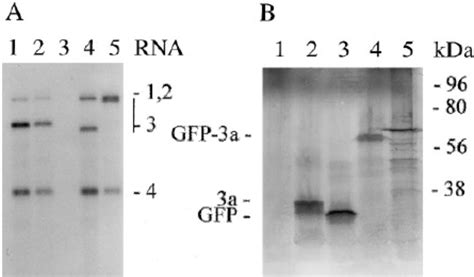 Replication And Gene Expression Of Rna Transcripts Expressing Free Gfp