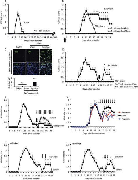 Figures And Data In A Pain Mediated Neural Signal Induces Relapse In