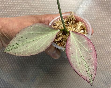 Hoya New Guinea Ghost B Big Leaves Slight Rooted And Sun Stressed Rare