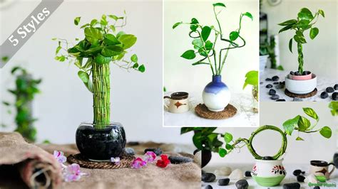 Growing Styles For Money Plant Money Plant Interior Decoration