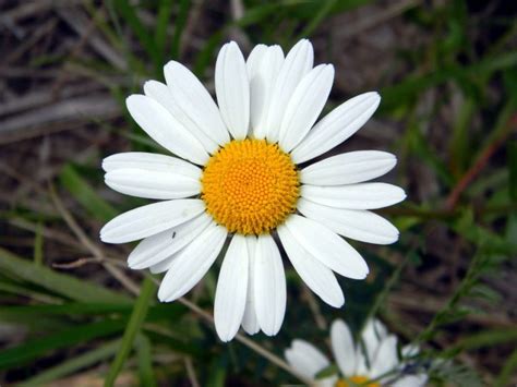 10 plantas con flores blancas pequeñas AL DETALLE