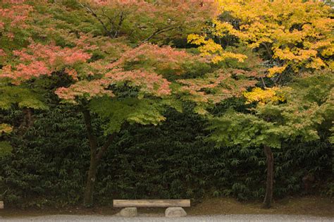 Japanese Autumn Scenery Stock Photo - Download Image Now - Asia, Autumn ...