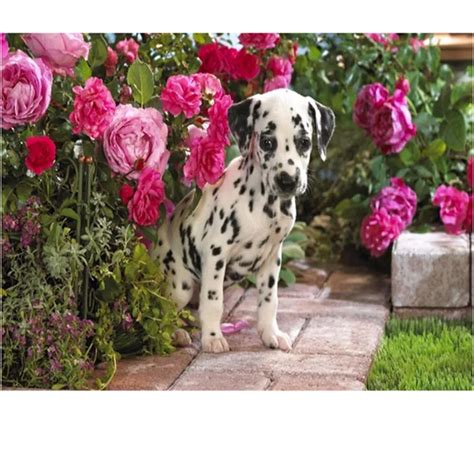 DIY 5D Platz Diamant Malerei Kreuzstich Kits Blumen Hund Diamanten