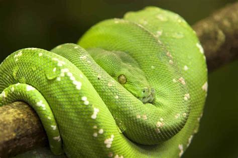 Popular Snake Breeds That Are Green Embora Pets