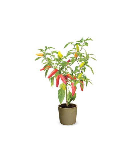 Hishtil Capsicum Hot Budafest Hungarian Yellow Wax Grafted