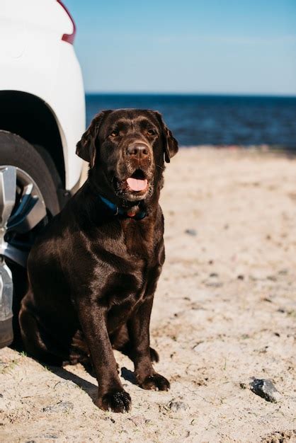 Cachorro preto se divertindo na praia Foto Grátis