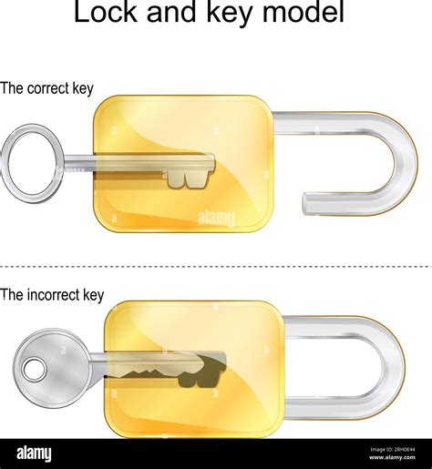 Enzyme Substrate Lock And Key Model