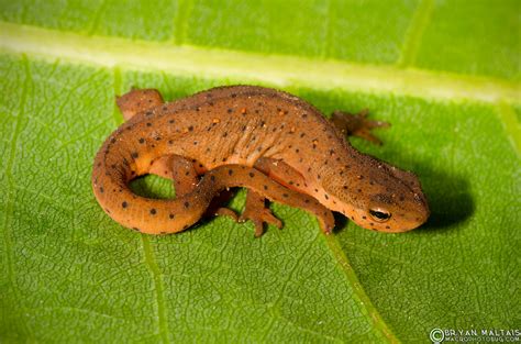 Missouri Herping