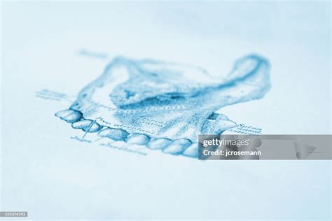 human upper arch high res vector graphic getty images