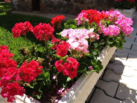 Flores Que Gostam De Sol Esp Cies Para Cultivar Em Casa