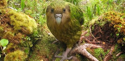 20 Little Known Facts About the Rare Kakapo - The Fact Site