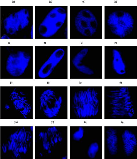 Different Doses Of The Enhanced Uv B Radiation Effects On Wheat Somatic