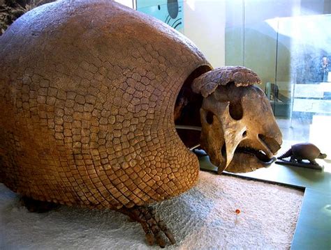 Flickriver: Most interesting photos tagged with glyptodon