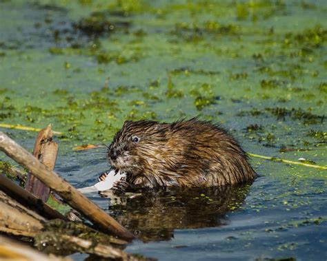 Muskrat Susie Patricia Grindley Flickr