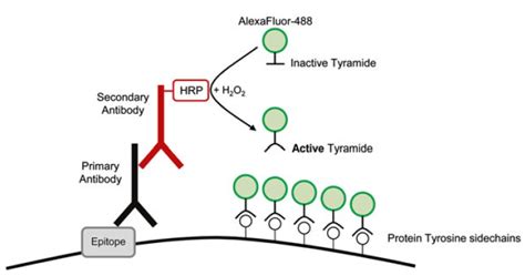 Protocol For Enhancing Immunofluorescence Signals With Tyramide