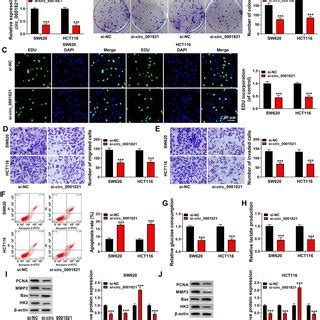 Knockdown Of Circ Repressed Tumor Growth In Vivo A And B Tumor