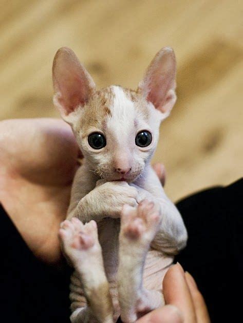 How Much Does A Cornish Rex Kitten Cost Click To Read Rex Cats Cute