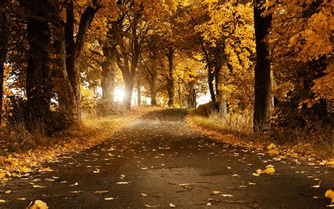 Sfondi Luce Del Sole Alberi Foresta Autunno Le Foglie Notte